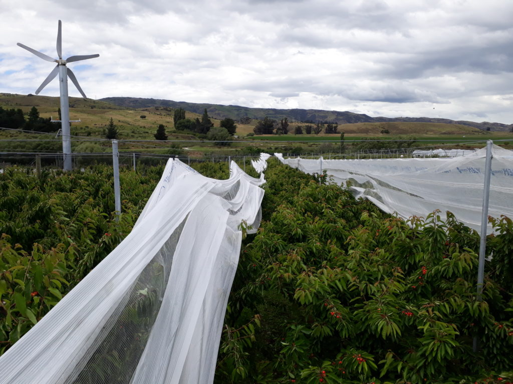White rain cover being installed above a cherry orchard