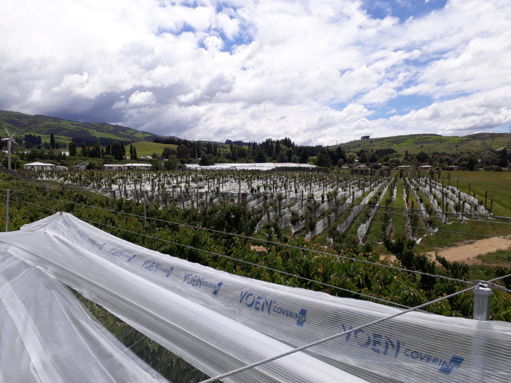 White rain cover being installed above a cherry orchard