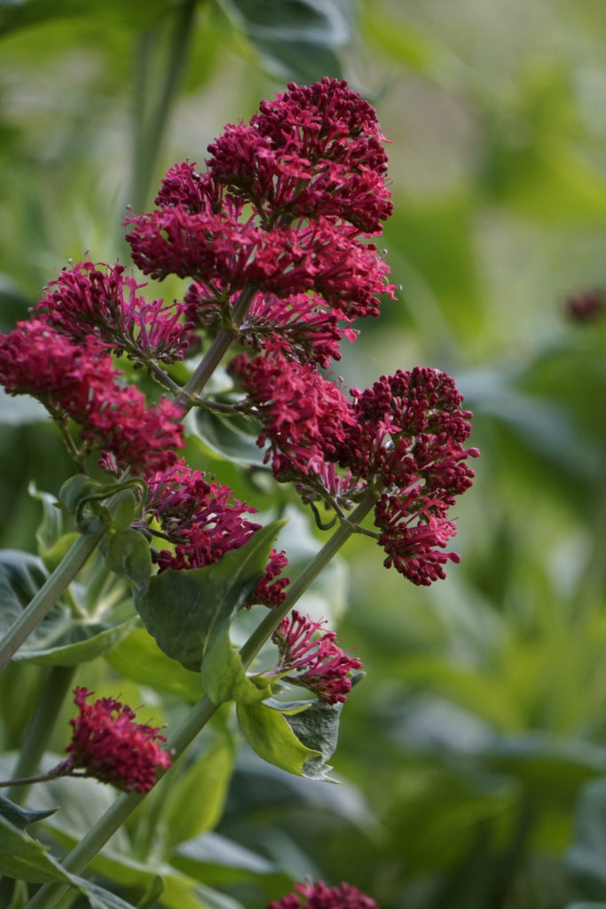 Flower with purple color in flower