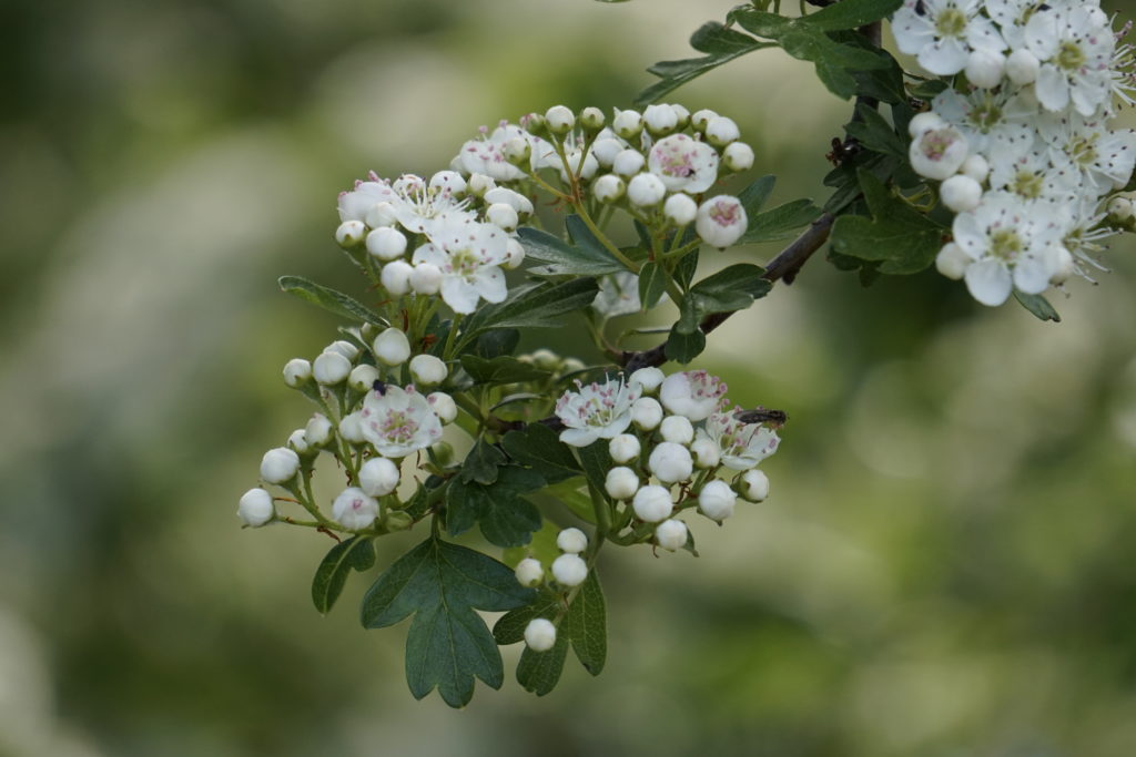 Tree in white flower along a cycle trail with some bees looking for food
