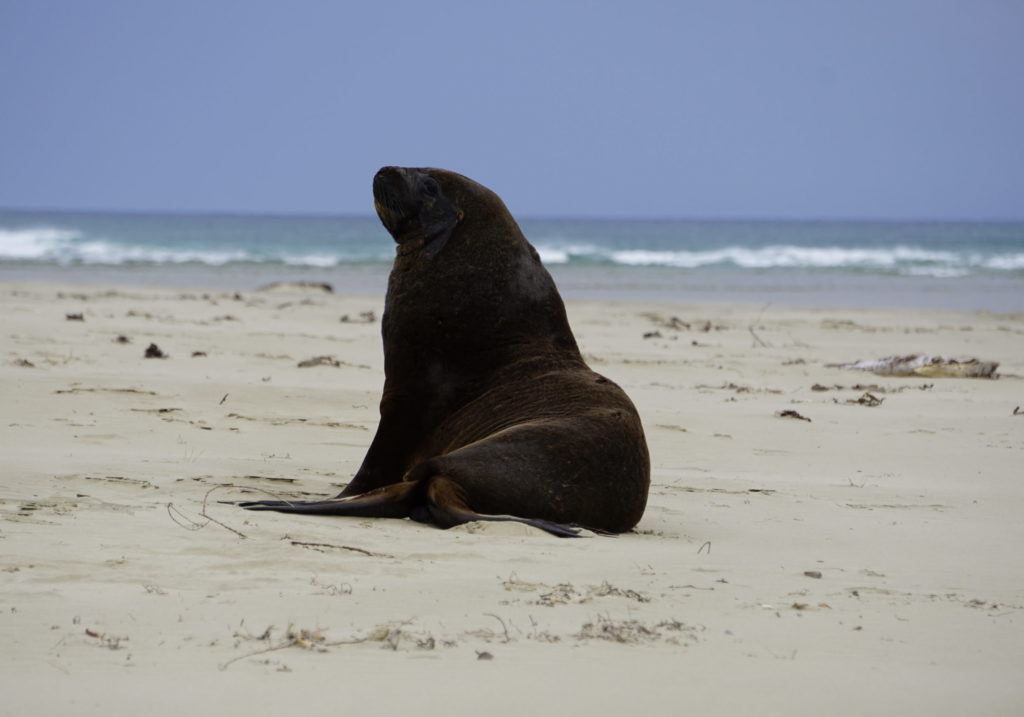 Sea lion chilling on a beach