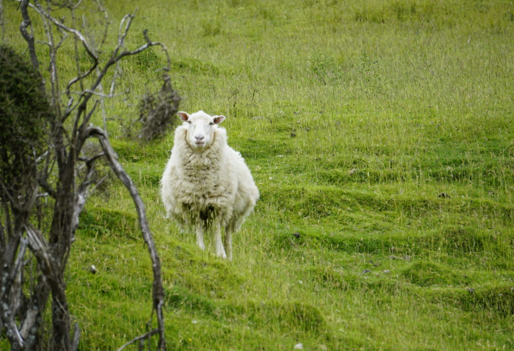 nervous sheep on a paddock looking at me
