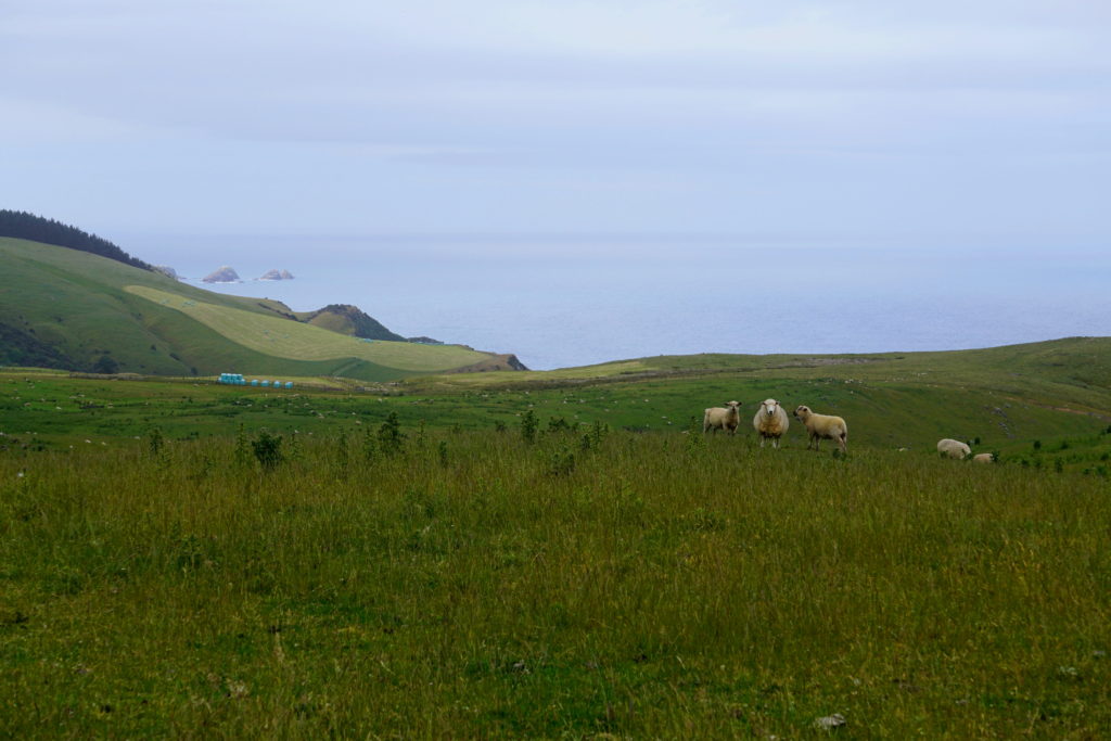 View of coastlin, in background a cliff coast with the blue ocean, in foreground green plain with sheep, sunny day