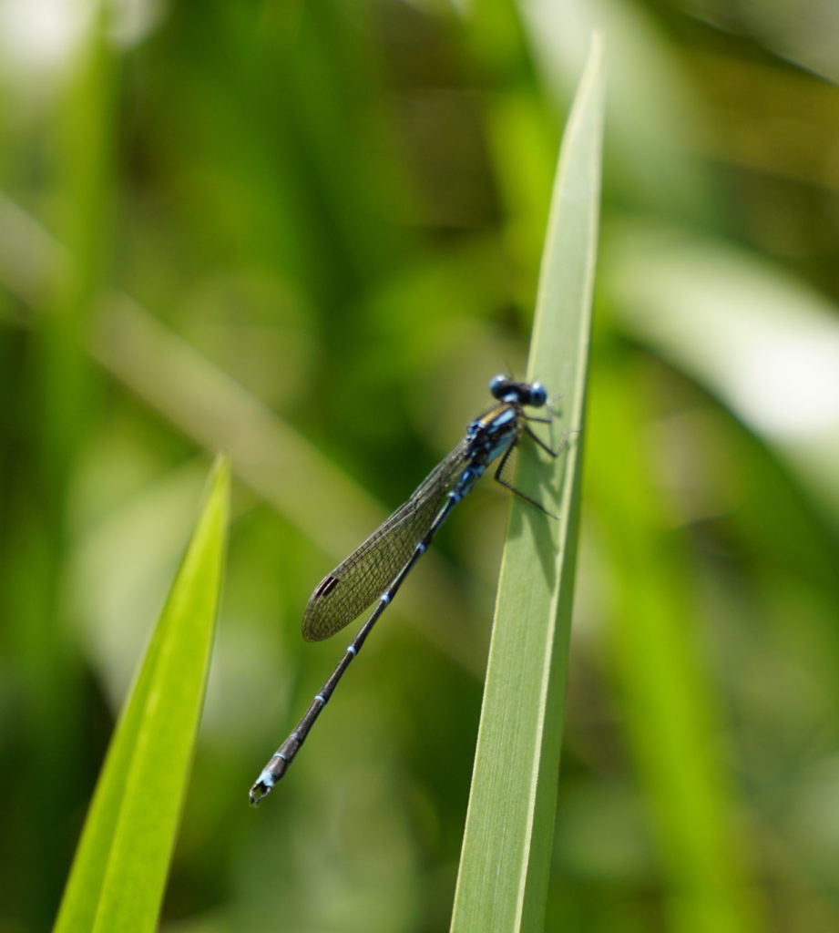 Sunny day, a blueish dragonfly is sitting on a blade of grass, camera zooms close on the insect