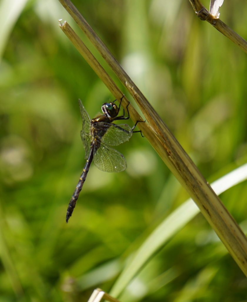 Sunny day, a dark dragonfly is sitting on a blade of grass, camera zooms close on the insect