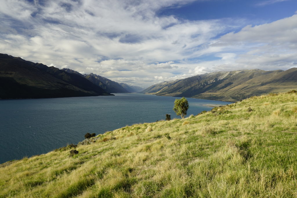 Green tussock land next to a blue lake, grey mountains in background