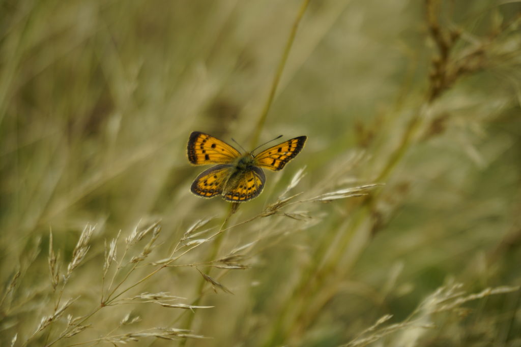 An orange butterfly sitting on a blade of grass