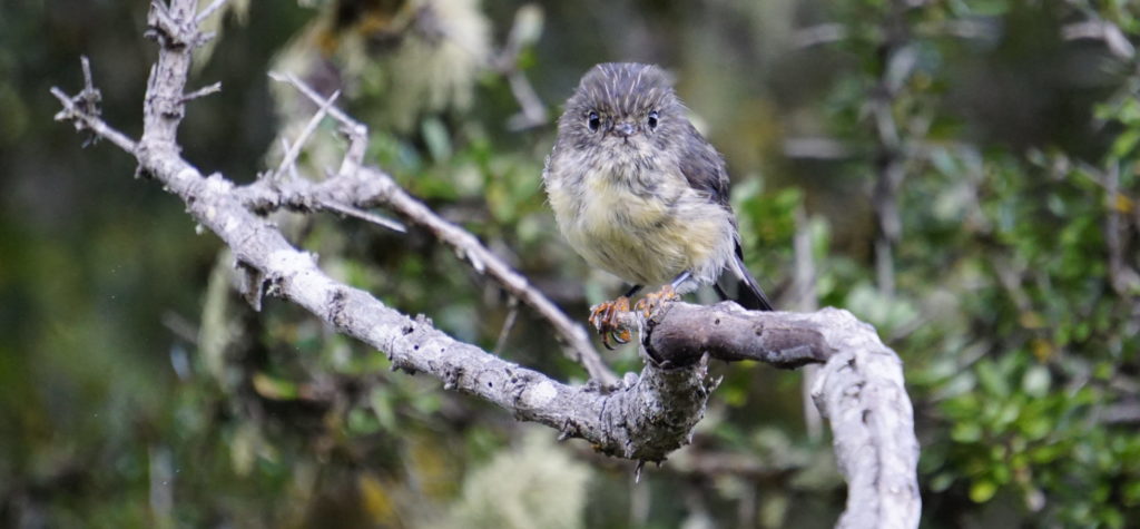 A robin bird, grey head and yellow belly is sitting on a branch looking directly in the camera and it looks like just got up from bed after a long party night