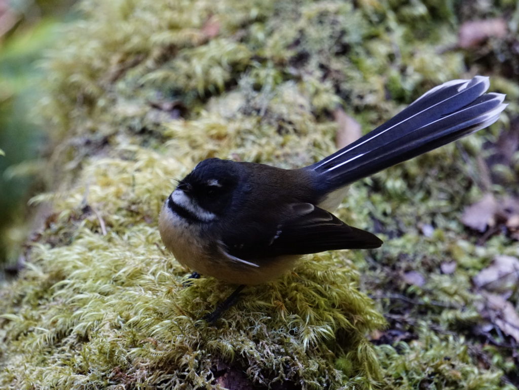 Bird: Fantail / Piwakawaka