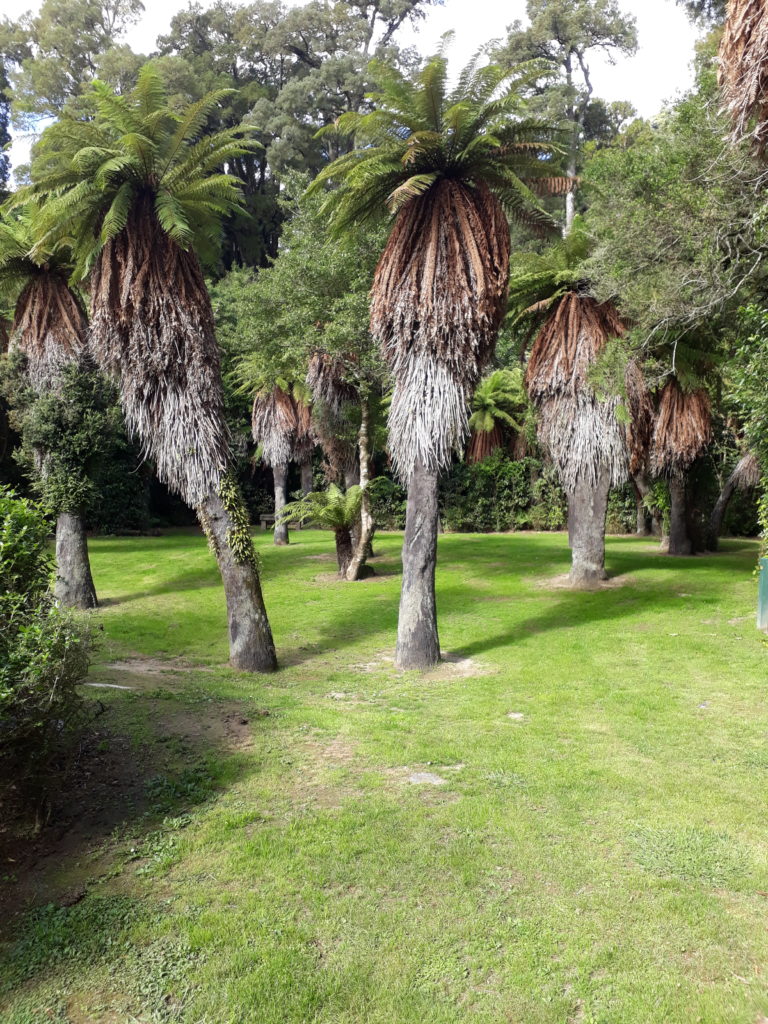 Blue sky, sunny weather, a camping spot on a green lawn with single cabbage trees
